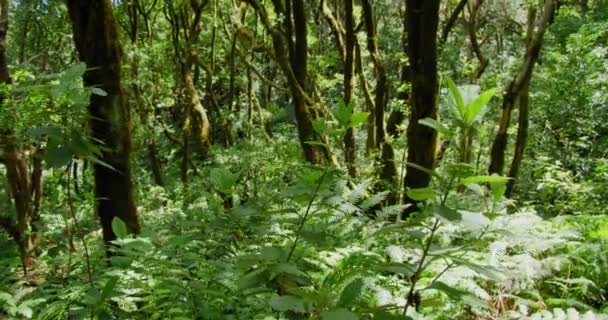 Bizzare Jardin Beautiful Fern Subtropical Rainforest Canary Islands Luminous Warm — Video Stock