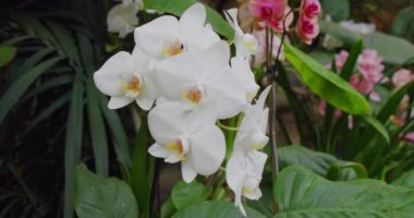 Beautiful white orchid flower. Close-up in macro shooting. Phalaenopsis, Moth Orchid. Background with white orchid flower. Wild nature.