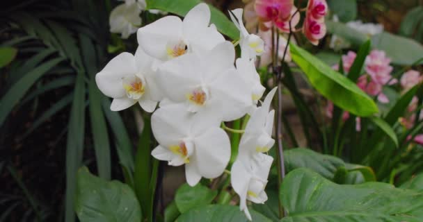 Beautiful White Orchid Flower Close Macro Shooting Phalaenopsis Moth Orchid — Vídeos de Stock