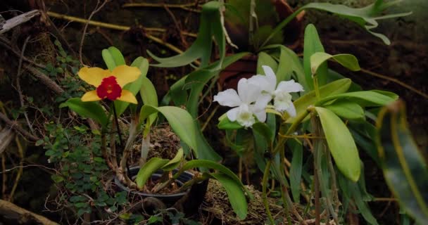 Beautiful White Orchid Flower Close Macro Shooting Phalaenopsis Moth Orchid — Vídeos de Stock