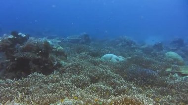 Zengin Mercan Resifi üzerindeki Mavi Açık Okyanus Suyu 'nda şnorkelle yüzüyor. Melissa Garden, Raja Ampat, Endonezya.