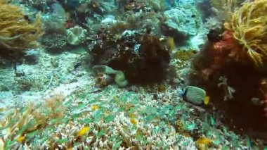 Emperor angelfish swimming between soft and hard coral reef, Kri Island, Raja Ampat, West Papua, Indonesia.