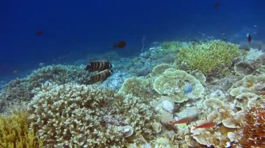 Two emerald angel fish playing between amazing alive coral reef. Exciting and unforgeable diving in Raja Ampat, Indonesia.