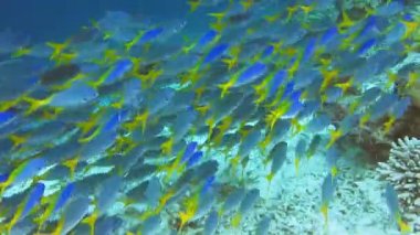 Sarı kuyruk fusilier, Caesio cuning, mercan RIFF Kri Adası, Raja Ampat, Endonezya üzerinde hareket Okulu