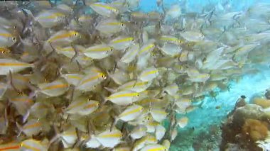 Batı Papua 'daki Raja Ampat adalarındaki Arborek Adası' nda yüzen resif balığı ve tüplü dalgıç sürüsü..