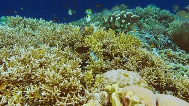 Raja Ampat, Endonezya 'da pek çok tropikal balıkla renkli mercan resiflerine temas edin. Dünyadaki en yüksek deniz biyolojik çeşitliliğine sahip bölge. Dalgıçlar ve şnorkelciler için en iyi yer.