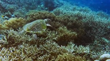 Şahin gagalı deniz kaplumbağası, sert ve yumuşak mercanlarla mercan resiflerinin kenarında yüzerek mavi derin okyanus suyuna karışıyor. Raja Ampat Kri Adası, Batı Papua, Endonezya.