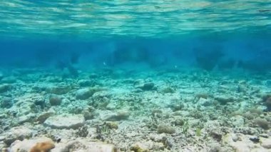 Mavi berrak okyanus suyu yiyen yumuşak mercanlar arasında sığ lagünde yüzen bir grup yeşil hörgüçlü papağan balığı..