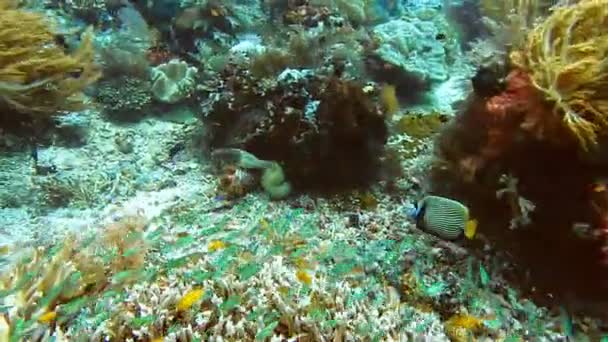 Emperor Angelfish Swimming Soft Hard Coral Reef Kri Island Raja — 图库视频影像