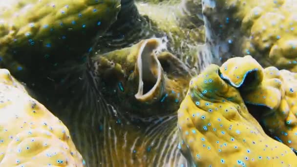 Close Breathing Colorful Giant Clam Tridacna Gigas Grows Shallows Raja — 图库视频影像