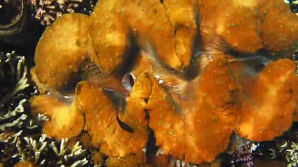 Großaufnahme Der Bunten Riesenmuschel Tridacna Gigas Wächst Flachen Ozeanwasser Von — Stockvideo