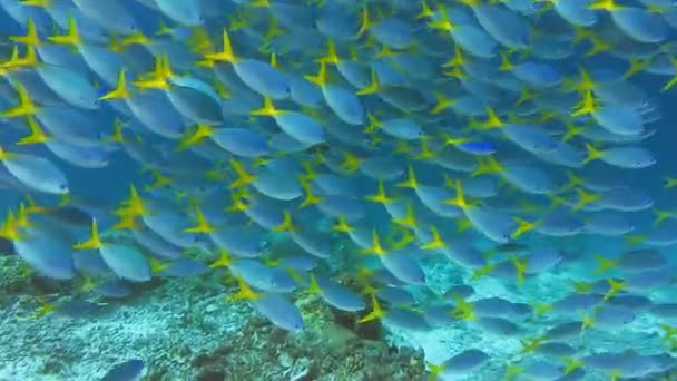 Swarm Yellow Tail Fusilier Caesio Cuning Moving Group Coral Reef — Stockvideo