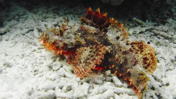 Scorpena Scorpion Fish Ocean Bottom Arborek Island Raja Ampat West — 图库视频影像