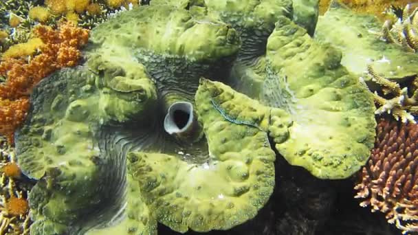 Huge Colorful Giant Clam Tridacna Gigas Grows Shallows Water Sun — Vídeo de stock