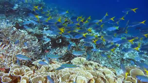 Group Yellow Tail Fusilier Caesio Cuning Swimming Slowly Beautiful Cabbage — Vídeo de stock