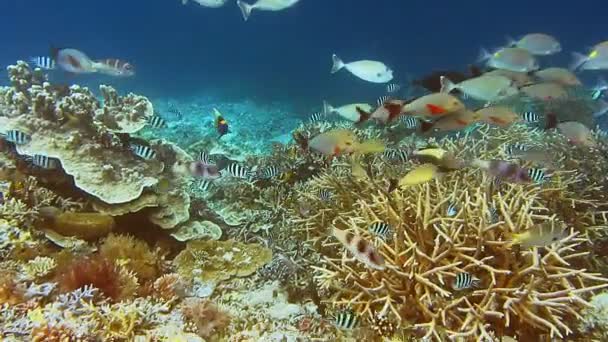 Peixes Recifes Coloridos Nadando Acima Recife Coral Raja Ampat Indonésia — Vídeo de Stock