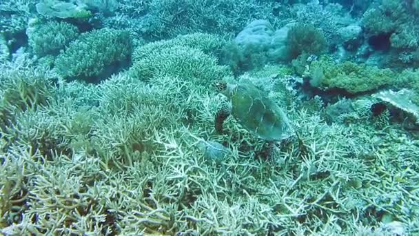 Hawksbill Tengeri Teknős Úszik Kemény Korallzátony Felett Raja Ampat Kri — Stock videók