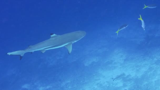 Tiburón Arrecife Blacktip Nadando Una Corriente Cazando Sobre Arrecife Coral — Vídeos de Stock