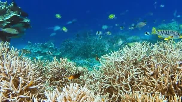 Habitante Tropical Arrecife Coral Tropical Borde Con Corales Duros Peces — Vídeos de Stock