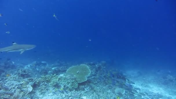 Schwarzspitzenriffhai Schwimmt Einer Strömung Mit Plankton Jagd Auf Fische Über — Stockvideo