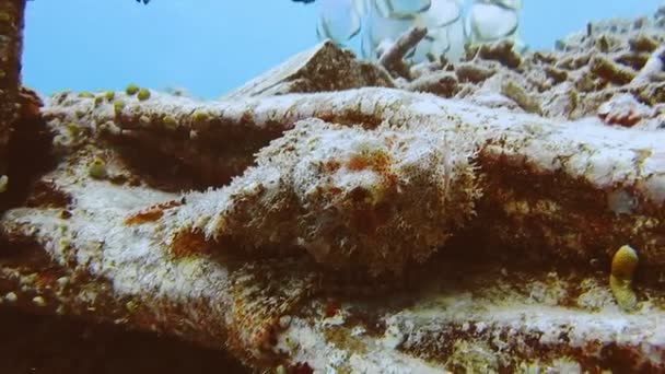 Scorpena Scorpion Ψάρια Κρύβονται Στον Πυθμένα Του Ωκεανού Raja Ampat — Αρχείο Βίντεο