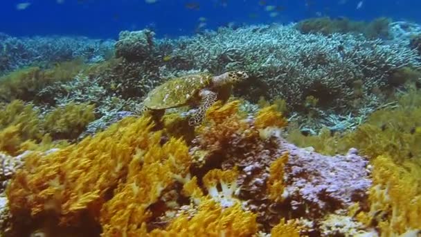 Grüne Meeresschildkröten Schwimmen Unterwasserströmung Über Einem Farbenfrohen Weichkorallenriff Steinkorallen Hintergrund — Stockvideo