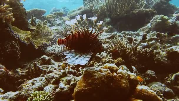 サンゴ礁の縁に沿って開いた赤い縞模様のフィンを持つ外海の水に浮かぶサソリの魚 — ストック動画