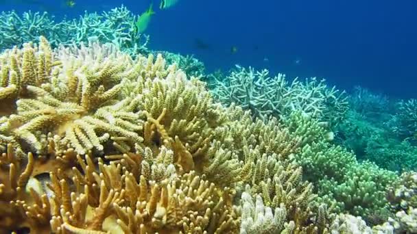 印度尼西亚拉贾安帕塔 热带岛屿悬崖峭壁下生机勃勃的黄色软珊瑚 热带鱼类在身后游动 — 图库视频影像