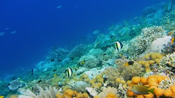 Недоторканим Коралові Стіни Високою Щільністю Рифових Риб Мавританський Ідол — стокове відео