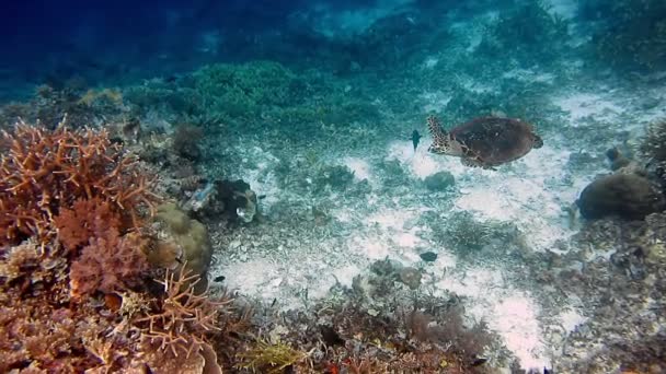Tortuga Marina Nadando Sobre Los Arrecifes Coral Tortuga Carey — Vídeo de stock