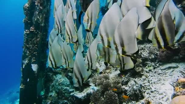 Skupina Tallfin Batfish Poblíž Mola Útesu Ostrově Kri Raja Ampat — Stock video