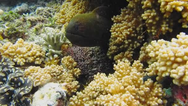 Moray Yılanbalığı Mercan Resifinden Dışarı Bakıyor — Stok video