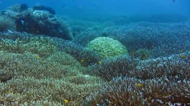 Melissa Garden, Raja Ampat, Endonezya 'daki mercan halı resiflerinin üzerinde mavi, berrak okyanus suyunda yüzüyor..