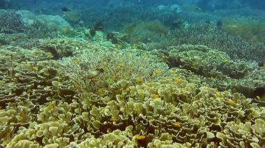 Zengin mercan resiflerinin üzerinde açık okyanus suyuna dalmak. Melissa Garden, Raja Ampat, Endonezya.