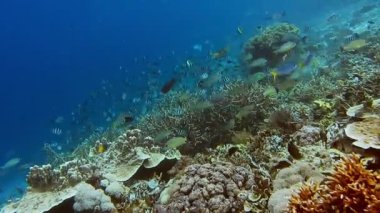 Balık ve mercan sanatının çeşitleri. Dünyanın biyop üçgeni. İnanılmaz raja ampat. Heyecan verici dalış.