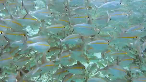 Škola Útesových Ryb Potápěčů Plavající Pod Molem Ostrově Arborek Ostrovech — Stock video