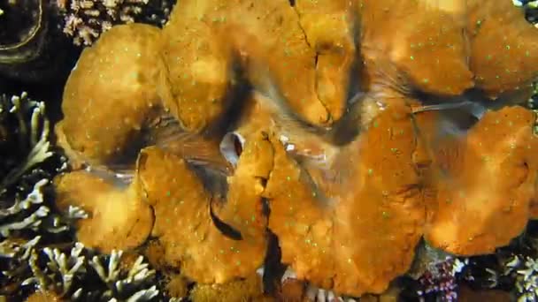 Close Colorful Giant Clam Tridacna Gigas Grows Shallow Ocean Water — Vídeo de stock