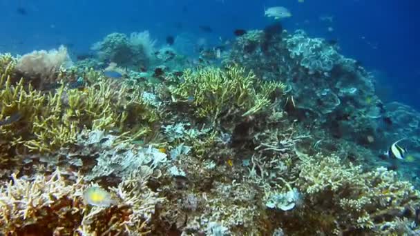 Дайвінгових Майданчиках Коралових Синіх Чорних Риб Збудників Які Летять Біля — стокове відео