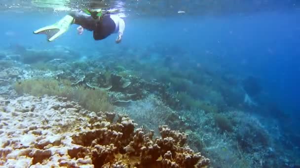 Achteraanzicht Van Vrouwelijke Snorkelaar Wetsuit Zwemkleding Zwemt Langs Het Prachtige — Stockvideo