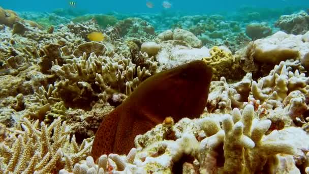 Moray Eel Peeking Out Coral Reef — Stock Video