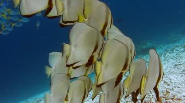 Kri Adası yakınlarındaki Tallfin Batfish ve Riff Edge grubu, Raja Ampat, Endonezya.