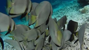 Kri Adası yakınlarındaki Tallfin Batfish ve Riff Edge grubu, Raja Ampat, Endonezya.