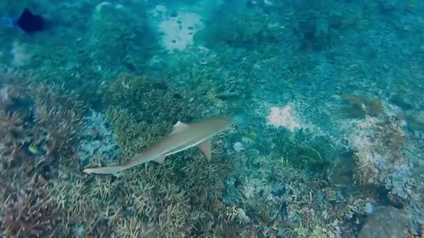 Blacktip Caça Tubarão Recife Fundo Recife Coral — Vídeo de Stock