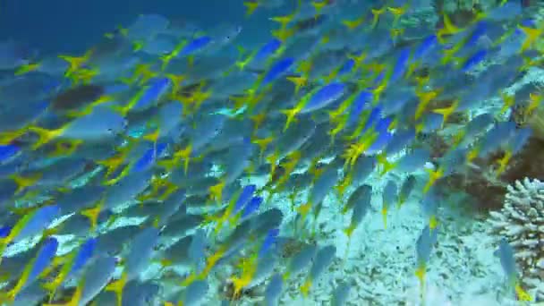 Schule Der Gelben Schwanzfüsilier Cäsio Cuning Entlang Des Korallenriffs Auf — Stockvideo