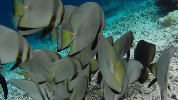 Skupina Tallfin Batfish Blízkosti Mola Riff Edge Ostrově Kri Raja — Stock video