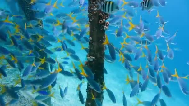 Swarm Yellow Tail Fusilier Caesio Cuning Swimming Pier Pole Raja — Stock video