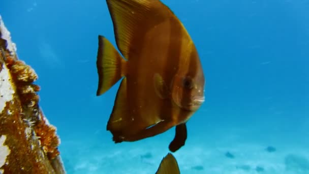 Grupo Tallfin Batfish Perto Cais Riff Edge Kri Island Raja — Vídeo de Stock