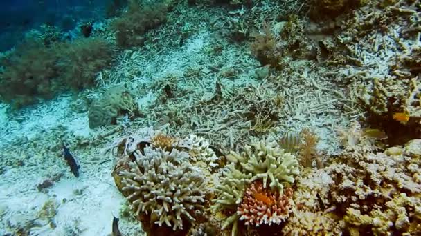 学校的附近 Friwen 最佳潜水点附近 Friwen Gam Raja Ampat 印度尼西亚的硬珊瑚珊瑚鱼 — 图库视频影像