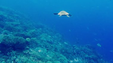 Hawksbill deniz kaplumbağası Raja Ampat Kri Adası, Batı Papua, Endonezya sert ve yumuşak mercan resif üzerinde yüzme. En baştan filme.