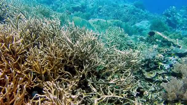 Κεραμοχελώνα Κολύμβηση Κατά Διάρκεια Σκληρών Και Μαλακών Κοραλλιών Στην Raja — Αρχείο Βίντεο